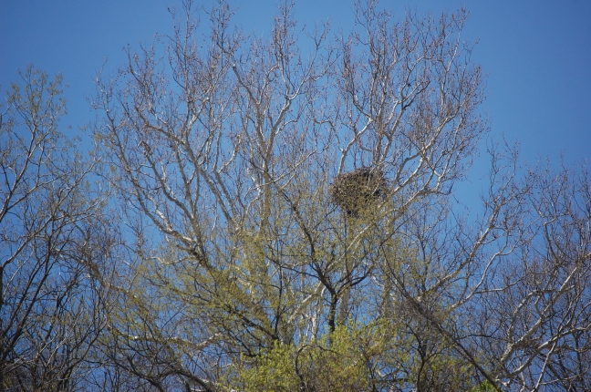 Harmar eagle's nest 4/23/16