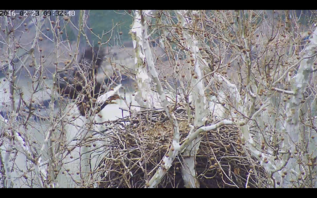 Harmar male takes-off 2/23/16 at 9:32:48