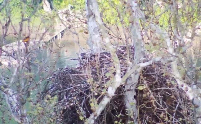 Baltimore Oriole visits Harmar eagle's sycamore tree 5/18/16