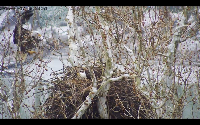 Harmar female incoming to the nest on 2/17/16 at 12:53