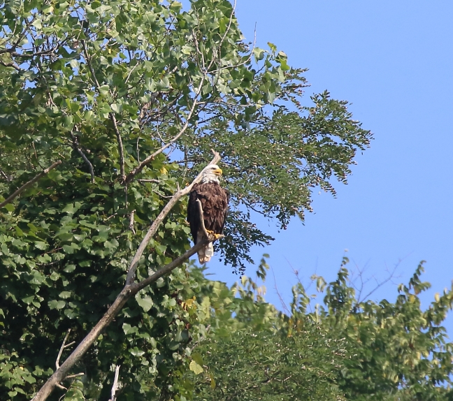 Harmar female on perch 8/28/16